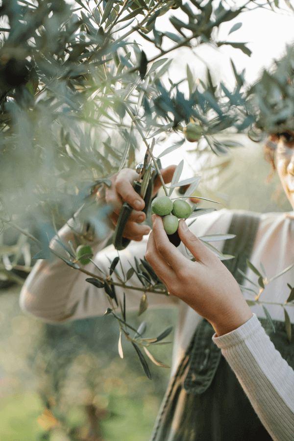 foto raccogli olive